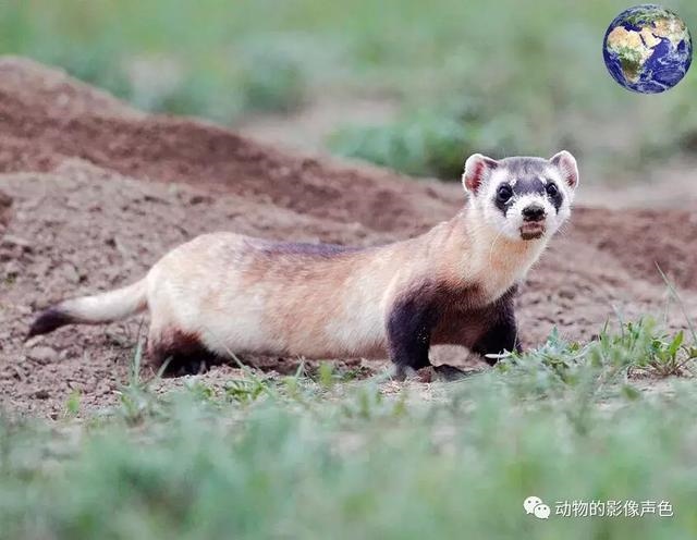 老鼠的死对头是什么动物，比喻天生就是死对头