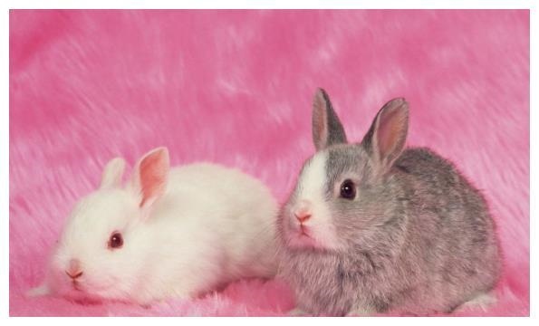 987年属兔正月是什么命,1987年正月的兔子晚上出生"