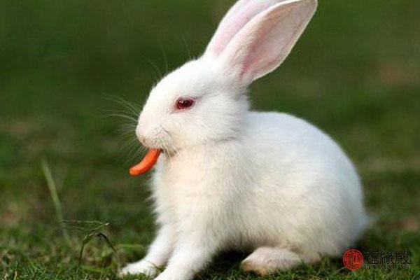 7年兔男今年婚姻,属兔87年今年婚姻离婚"