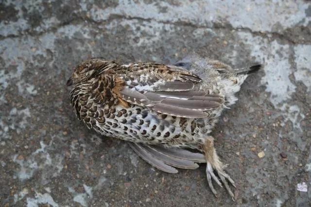 7年正月的兔子好不好，1987年兔兔32岁后财运"