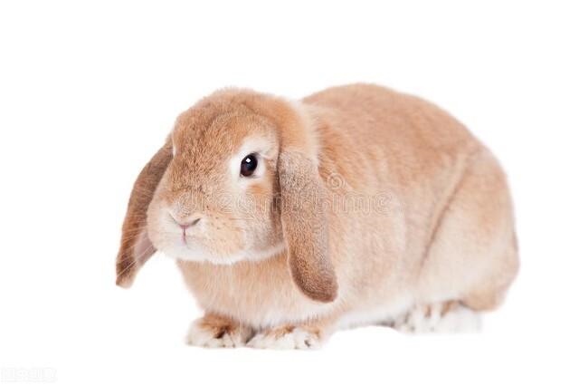 大批养兔子好养吗，公羊兔子好养吗