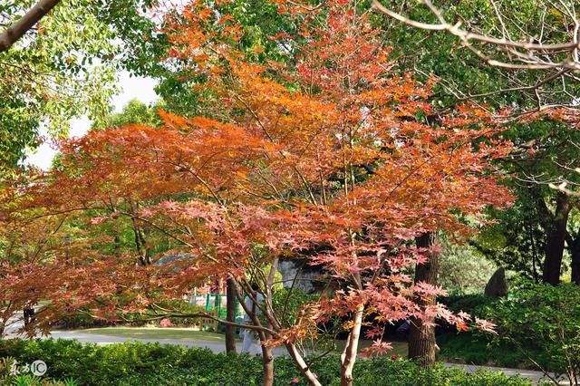 属蛇女2022年的运势如何，属蛇女人2022 年全年运势