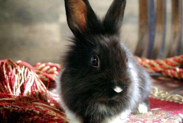 7年属兔的人床头方向更好，1975属兔人床头吉利方向"