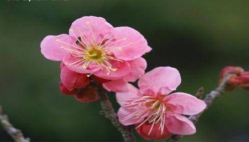 爱上属兔女让男人痴迷一辈子，属兔女人的气质魅力