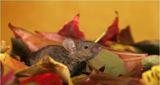 2年属鼠晚年怎么样，属鼠1972年的女人命运"