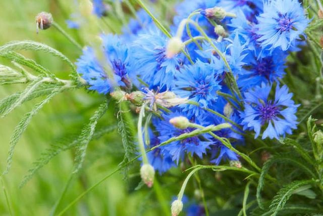 1年属猪女2022年全年运势，2022年日历表全年版"