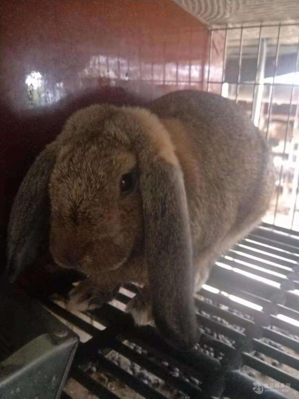 兔子为什么咕咕叫,母兔子咕咕叫代表什么