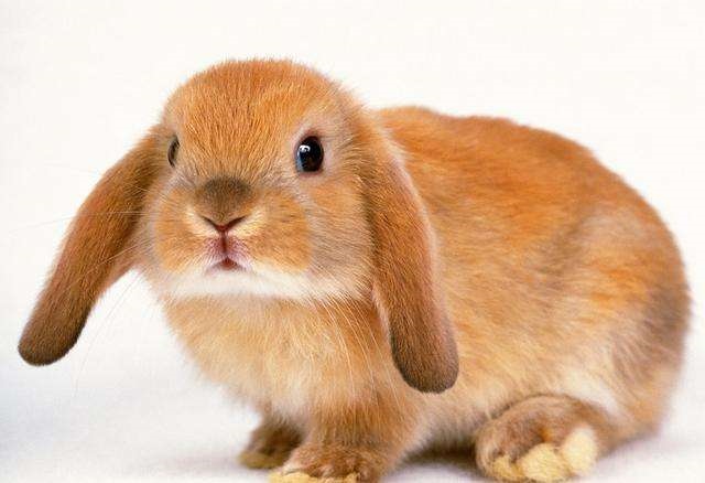 属牛与属兔相结合怎么样,属牛和属兔的适合做夫妻吗