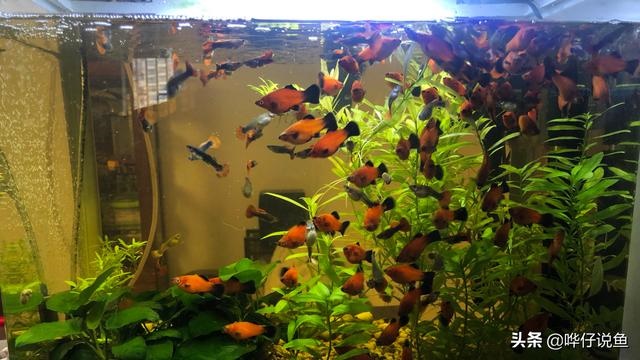 蛇和虎婚配会死一个吗，属蛇的女人旺夫吗