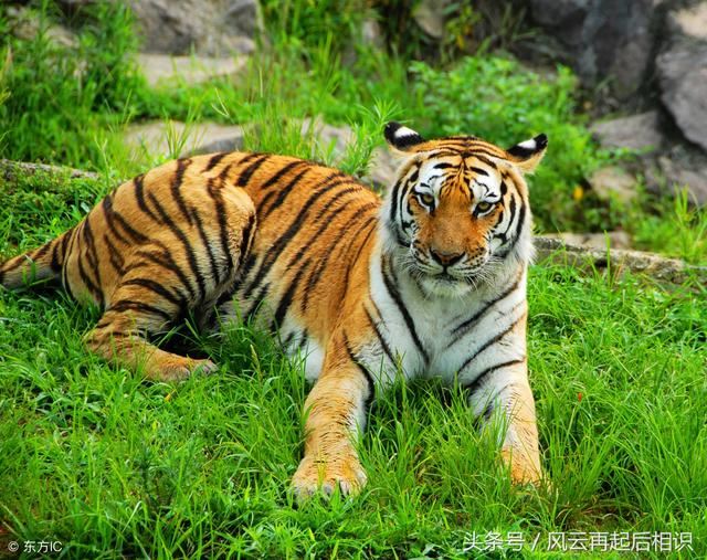 022年出生属于什么命，为什么虎年不要孩子"