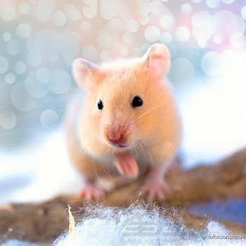 4年属鼠几月出生更好命运,84年属鼠农历六月出生什么命"