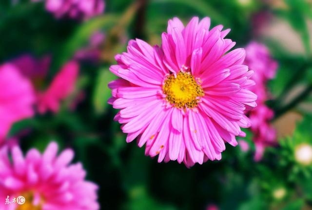 属猪的三大贵人，属猪人一辈子的克星