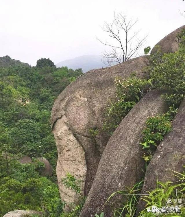 预言唯有玉兔上龙床，千佛万祖保护