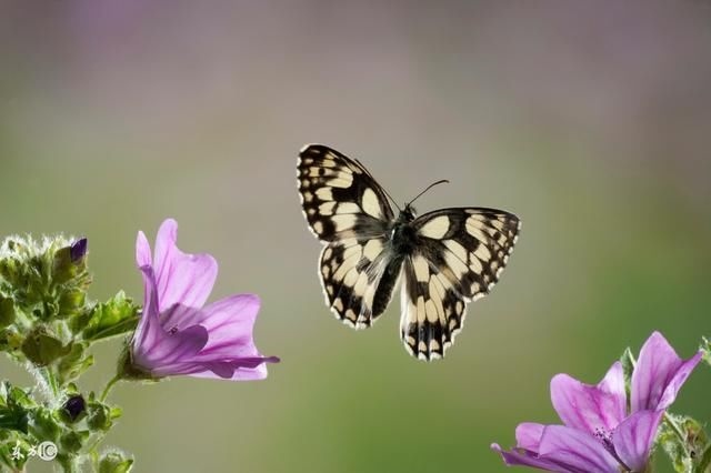 属兔的情人注定是什么，属兔人命中注定情人的生肖