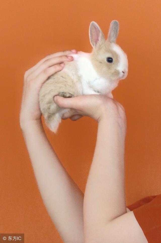 7年兔女2022年感情运势，87属兔女的正缘在哪年"