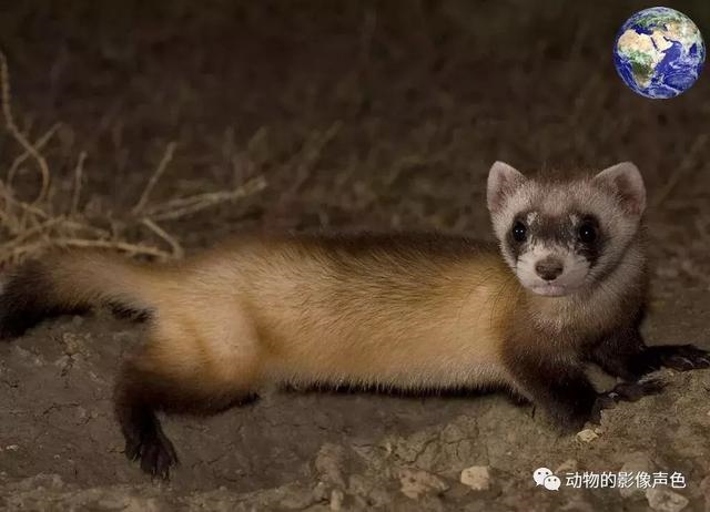 老鼠的死对头是什么动物，比喻天生就是死对头