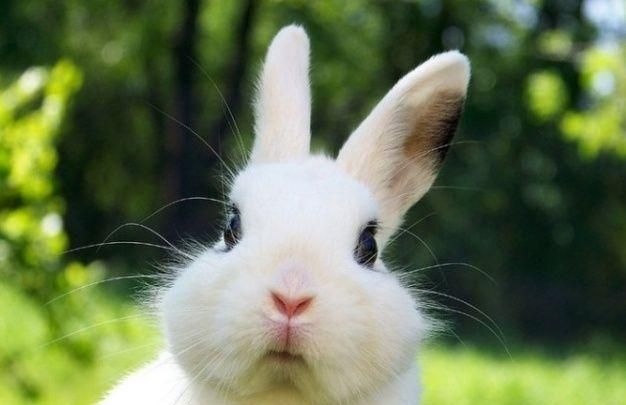 属兔和属牛的孩子好不好，属兔的人生属牛的宝宝好吗