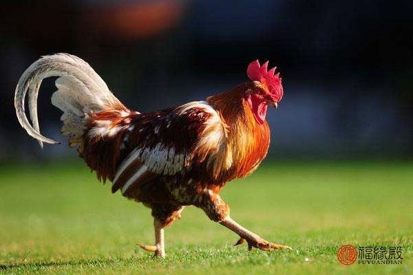 属鸡的更佳婚配，男属鸡的属相婚配表