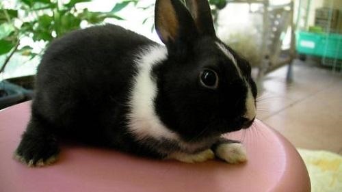 属兔和什么相冲相克，属兔冲什么生肖相冲