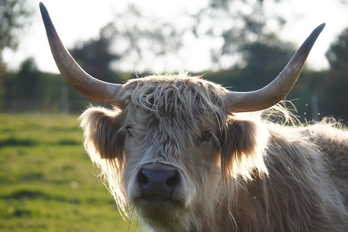 7年属牛哪年遇到另一半，97年属牛男孩婚配表"