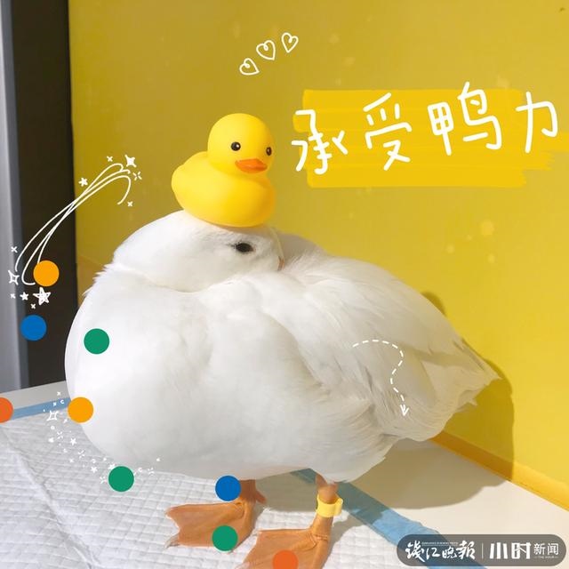 垂耳兔中什么颜色最贵，垂耳兔颜色排行