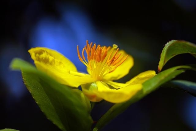 金牛座2022年运势如何，2022年运势更好的星座