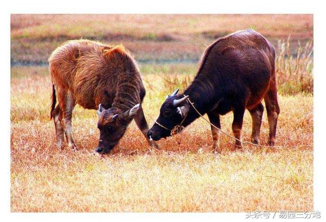 属牛的兔年结婚好吗，兔年结婚好吗