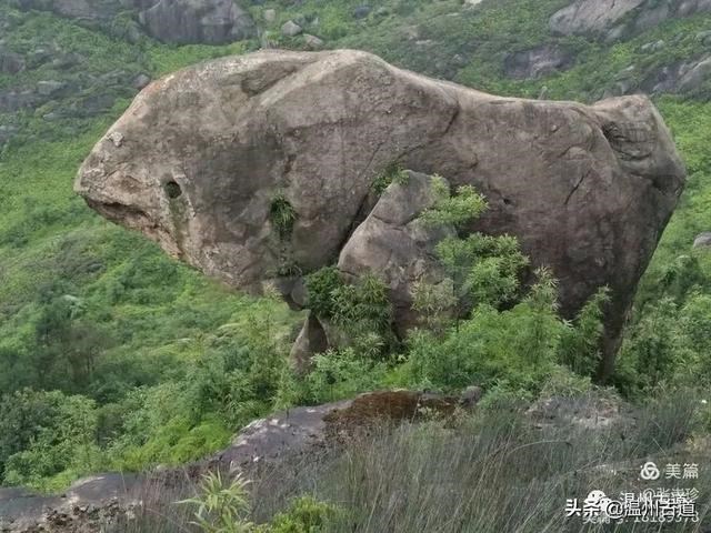 预言唯有玉兔上龙床，千佛万祖保护