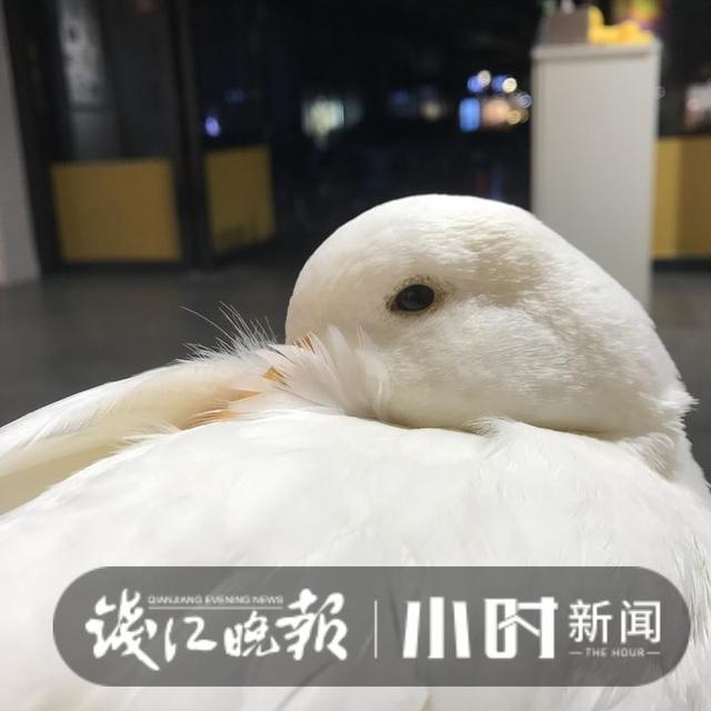 垂耳兔中什么颜色最贵，垂耳兔颜色排行