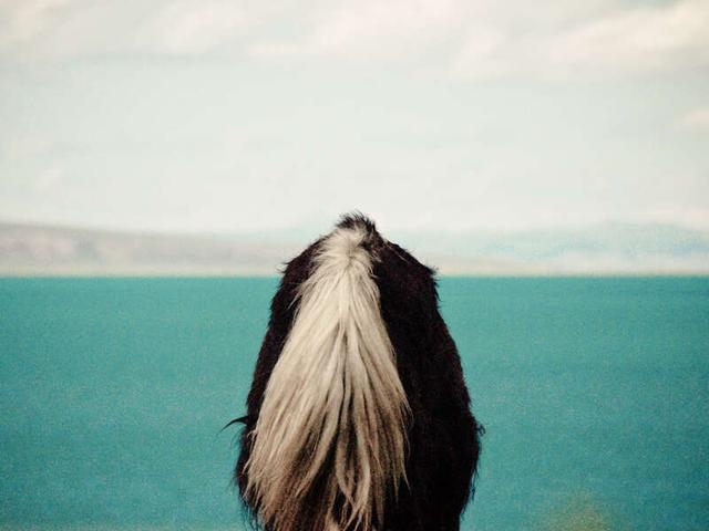 属牛的多大年龄截止19年，属兔的今年多大