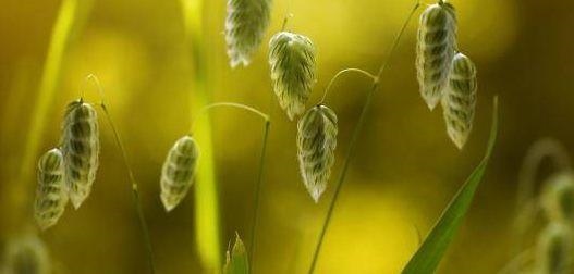 爱上属兔女让男人痴迷一辈子，属兔女人的气质魅力