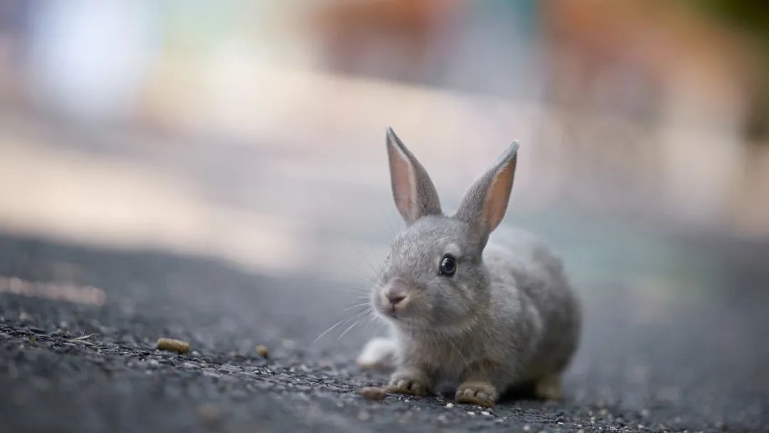 6岁兔2022年运势，2023年生肖兔整体运势"