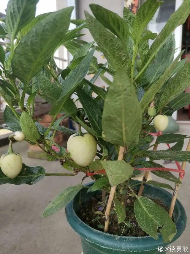 属兔的家里摆什么更好，属兔的人家里能摆金蟾吗