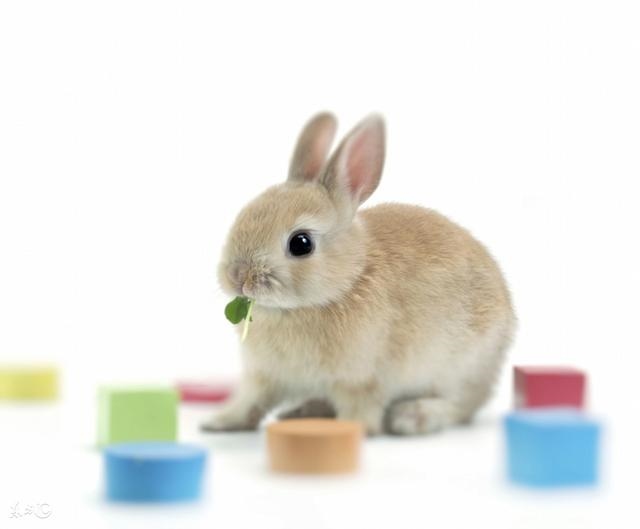 975属兔的贵人是谁,生肖兔最易发财的年龄"