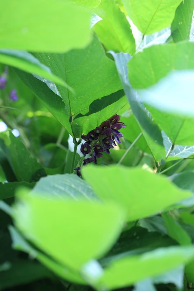 属兔人命里最苦的出生月份，属兔哪个月份出生更好