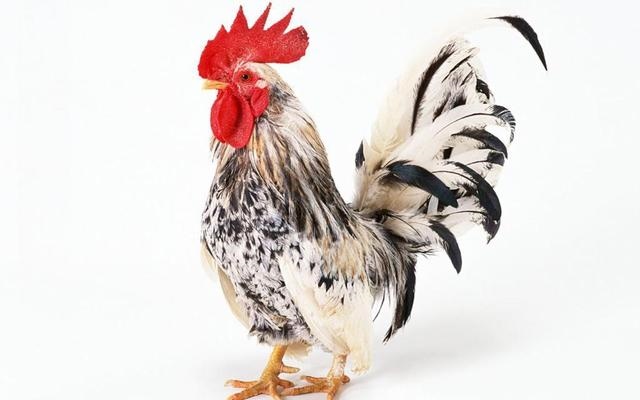 十二生肖相冲相克表口诀，十二生肖婚配相克口诀