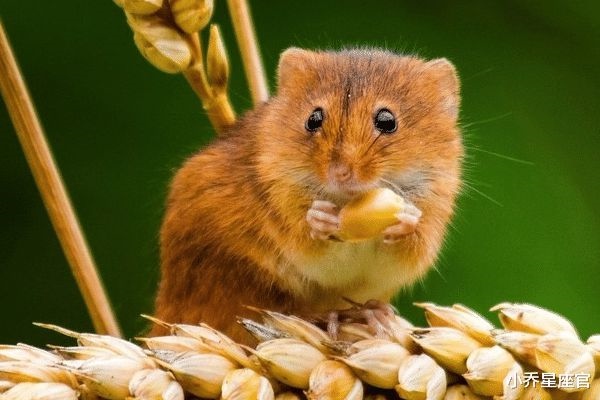 属鼠属猴谁占上风，属猴人的绝配情侣