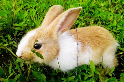 属兔与属兔的合得来吗，与兔相合的属相