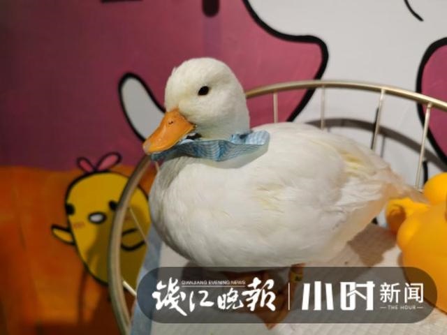 垂耳兔中什么颜色最贵，垂耳兔颜色排行