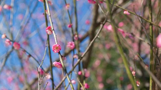 生肖蛇女最怕出生几月，福气之蛇几月的好
