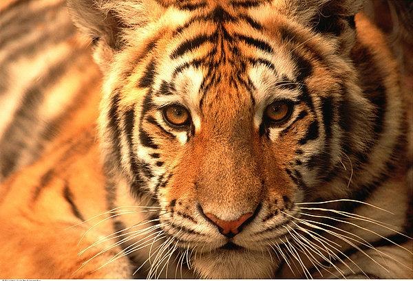 属虎和属鼠合适吗，属虎和属鼠的婚姻如何