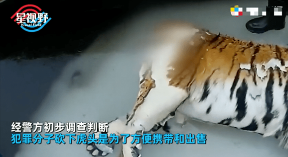 属兔的找属虎的对象好吗,属虎的和什么属相最配相克