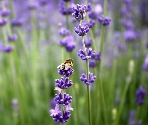 代表桃花运的花，代表长寿的花