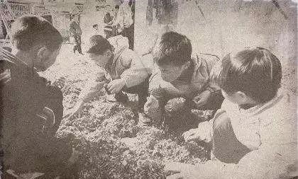 一九五o年日历，1995年属猪的更佳配偶