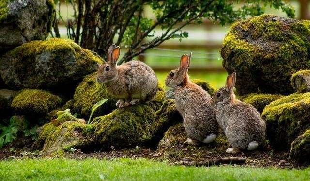 6岁兔2022年运势，2023年生肖兔整体运势"