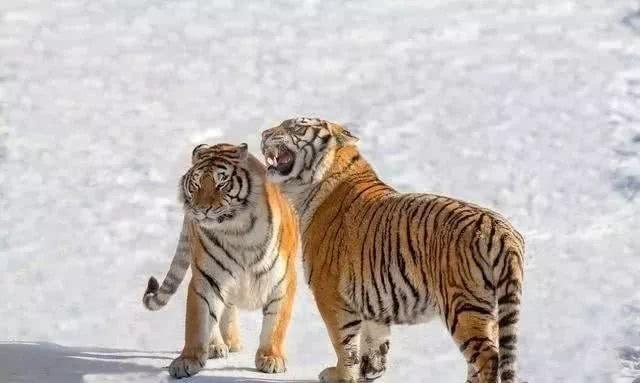 属虎和属兔谁压谁，属虎和属兔的婚姻怎么样