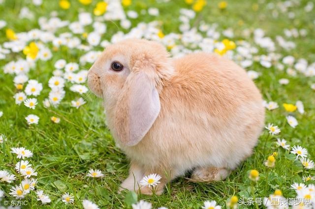 7年属兔有一劫，1987年属兔命中三劫"