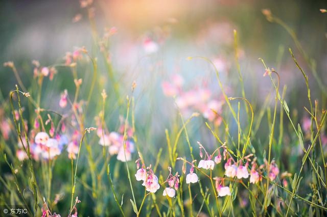 四朵正缘桃花女命，正缘桃花年是什么意思