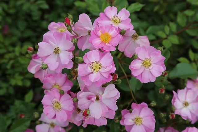 022猪的全年运势如何，2022