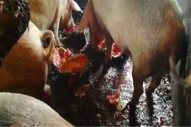 属兔女人最怕什么，属兔的男人性格和脾气